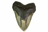 Massive, Fossil Megalodon Tooth - North Carolina #164896-1